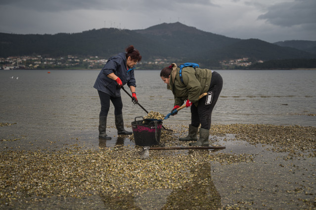 Archivo - Mariscadores recogen las conchas y el marisco muerto, en la playa de Testal, a 18 de marzo de 2026, en Noia, A Coruña, Galicia (España). Decenas de mariscadores de Noia recorren a pie la playa de Testal retirando las toneladas de bivalvo muerto