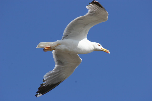 Archivo - La gaviota patiamarilla es una de las especies objeto del estudio.