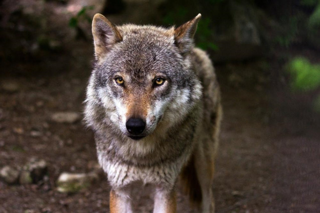 Archivo - Lobo