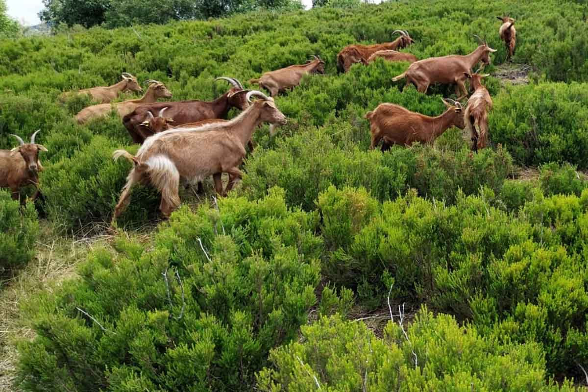 Cabras pastando en monte