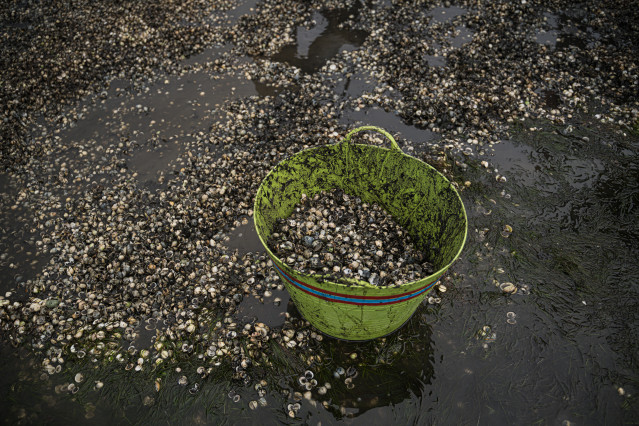 Archivo - Montones de conchas y marisco muerto, en la playa de Testal, a 18 de marzo de 2026, en Noia, A Coruña, Galicia (España). Decenas de mariscadores de Noia recorren a pie la playa de Testal retirando las toneladas de bivalvo muerto y conchas vacías