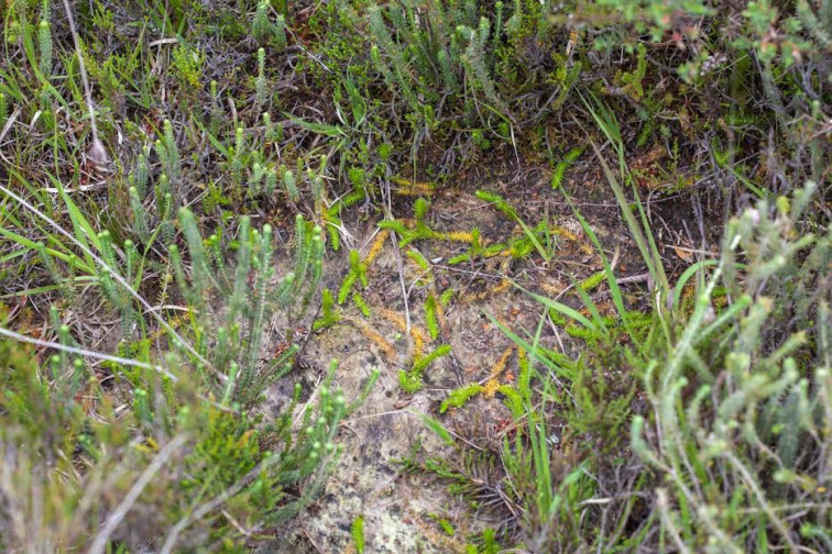 ​A Xunta arrasa cunha poboación dun fento en perigo de extinción ao abrir unha pista