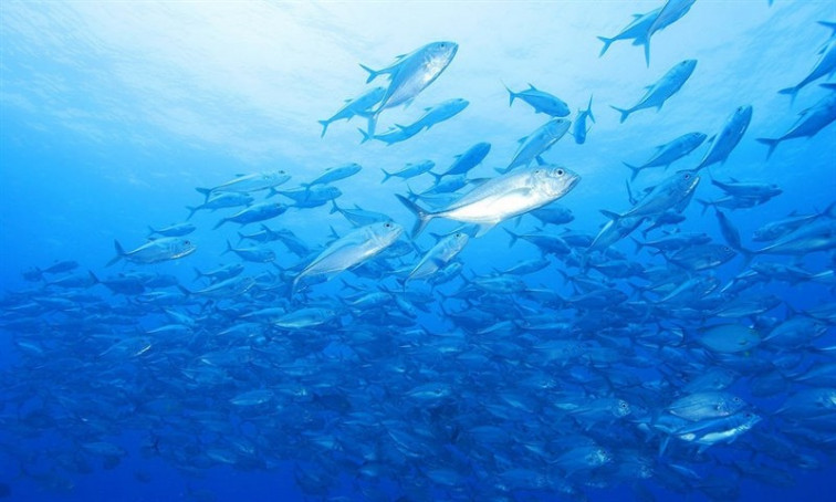 Tejerina negocia con Europa o incremento dos Totais Admisibles de Captura