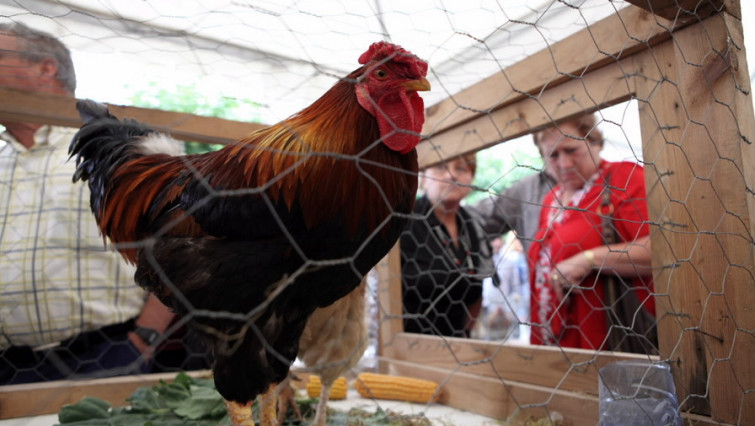 Ata 120 euros se pagaron por facerse cun dos afamados capóns de Vilalba