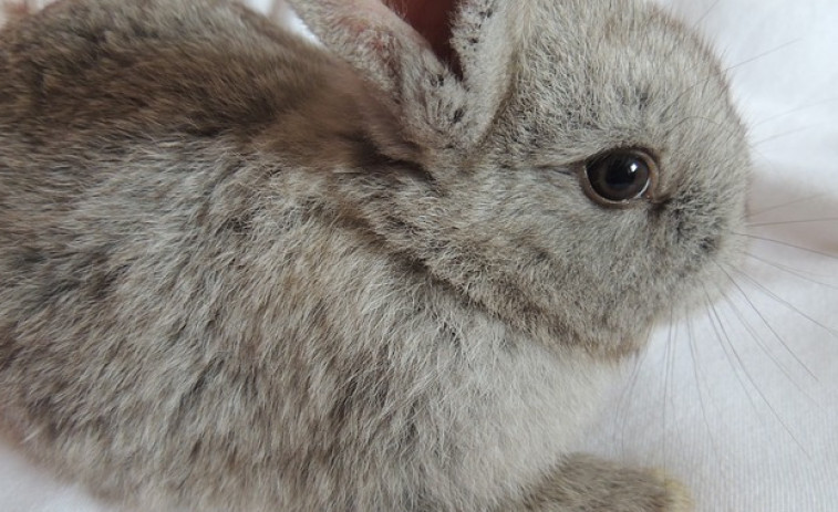 Preocupa a saúde dos coellos criados como mascotas