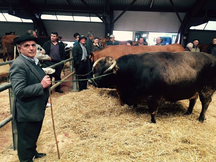 ​Moura e Roxa, as mellores vacas do mundo