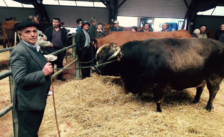 ​Moura e Roxa, as mellores vacas do mundo