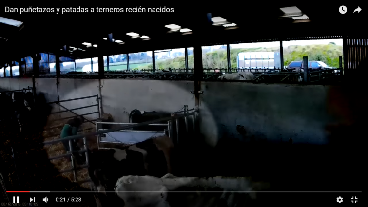 Denuncian cun vídeo as malleiras a vacas e tenreiros nunha granxa inglesa