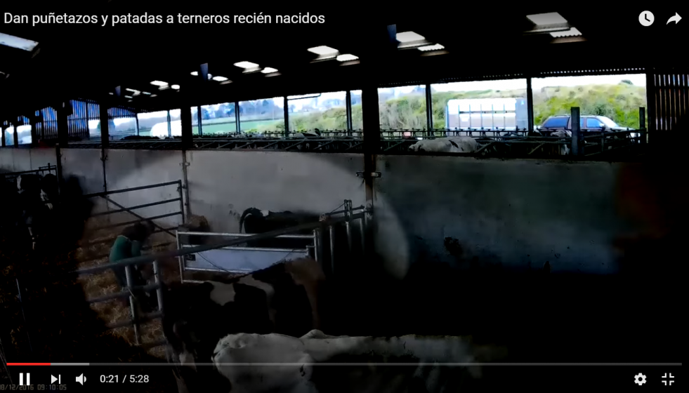 Puetazosypatadasternerosreciennacidosgranjainglesa