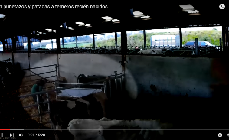 Denuncian cun vídeo as malleiras a vacas e tenreiros nunha granxa inglesa