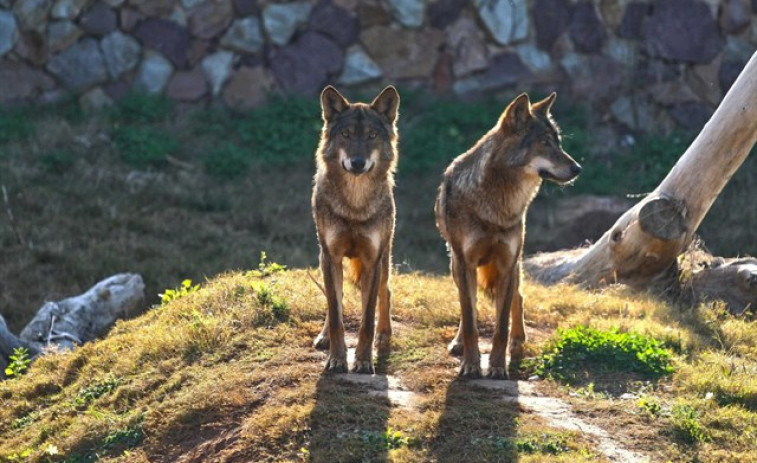 ​Unións Agrarias cifra en 1.074 as reses atacadas por lobos na provincia de Lugo en 2016