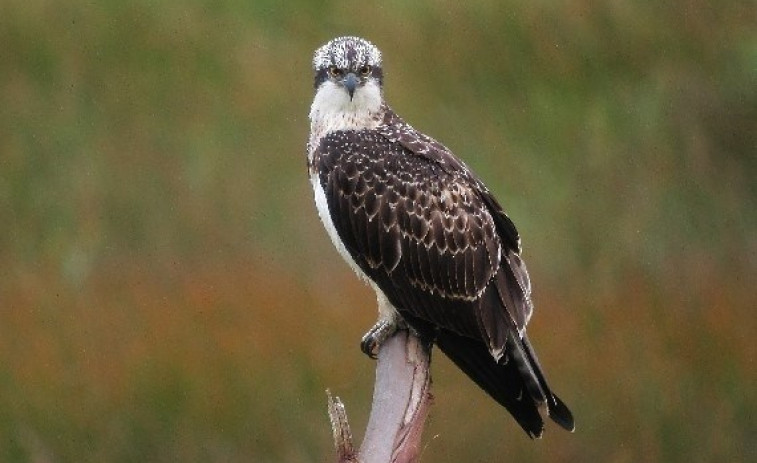Ornitólogos percorrerán humidais galegos para facer un censo da aguia pescadora