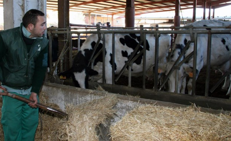 Galicia perdió 1.000 granjas desde el final de las cuotas lácteas