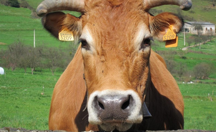 Ya son 79 las granjas gallegas certificadas que producen leche ecológica