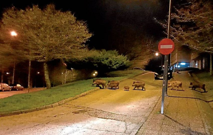 Jabaliesusccampussur