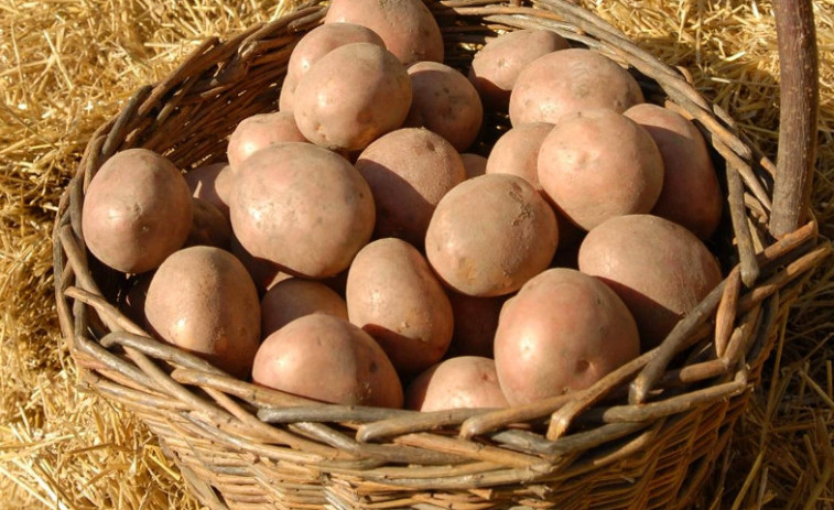 ​Asturias detecta la plaga que afecta a las patatas en zonas próximas a Galicia