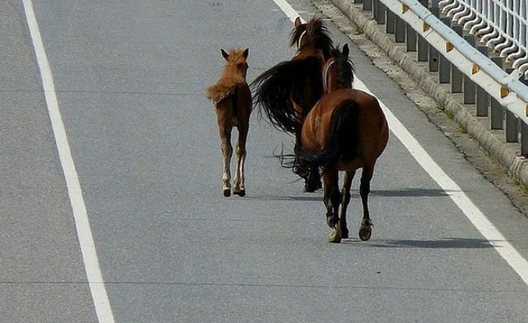 Dos caballos causan sendos accidentes en la misma carretera y a la misma hora