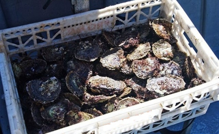 ​Intervienen 75 kilos de ostras y una embarcación que faenaba en zona prohibida en Fene