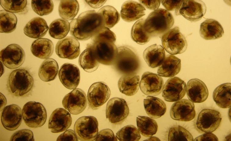 Investigadores de la USC reducen a la mitad los tiempos de producción de larvas de ostra