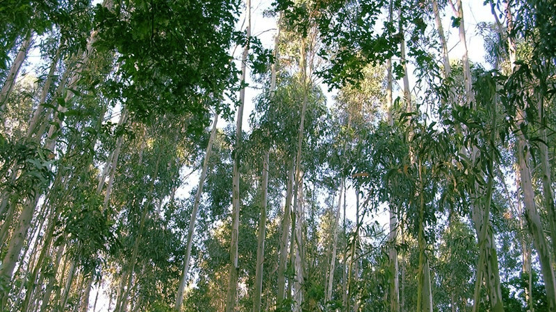 Eucaliptos