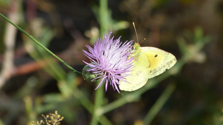 ​Llega oficialmente la primavera