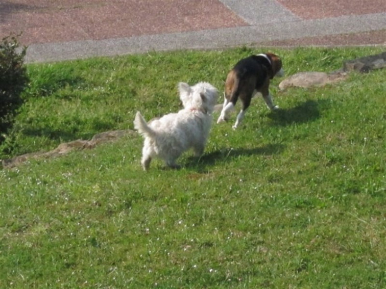 ​Identifican a los dueños de perros de raza peligrosa que andaban sueltos en Santiago