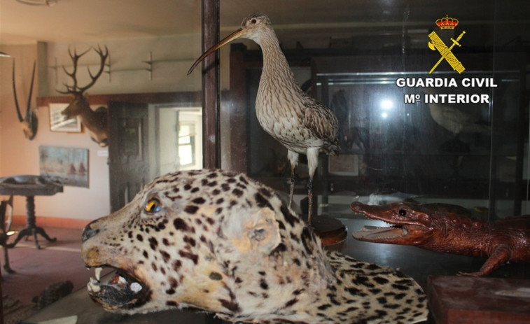 La Guardia Civil interviene 39 animales disecados en un anticuario de Tui