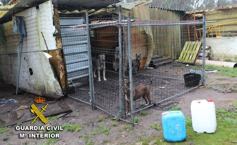 ​Encuentran animales muertos y malnutridos en un cobertizo de un vecino de Ponte Caldelas