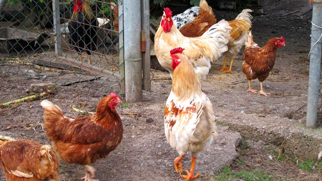 ​35 concellos están obligados a censar los gallineros familiares por la amenaza de la gripe aviar