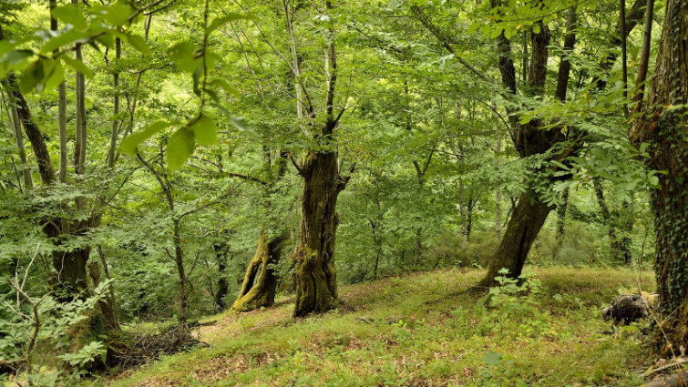 ​Folgoso do Courel aspira a ser un municipio libre de eucaliptos