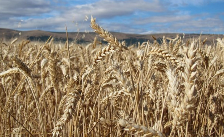 El precio de los cereales llega a multiplicarse por ocho desde el productor al consumidor