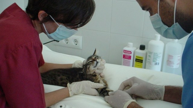 ​Los veterinarios de Lugo quieren despertar la vocación entre los más pequeños